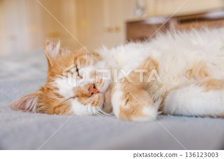 Ginger and white cat resting on soft bed indoors, sleepy feline with half open eyes and relaxed paws creating calm cozy home mood 136123003