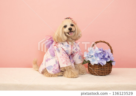 Panna the Maltipoo wearing a pink bag, hydrangeas, and a yukata Panna the Maltipoo wearing a pink bag, hydrangeas, and a yukata 136123529