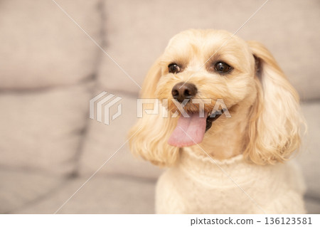 Ku-chan是一隻馬爾濟斯犬，它穿著白色毛衣坐在沙發上。 136123581