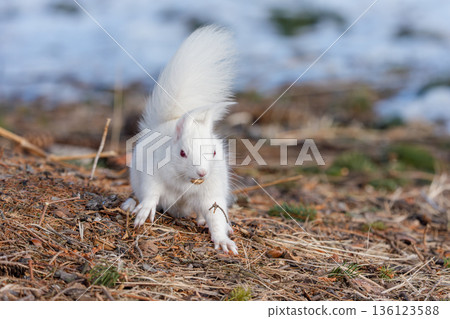 一隻白化北海道松鼠在融化的雪地上覓食。北海道東部的野生動物。 136123588