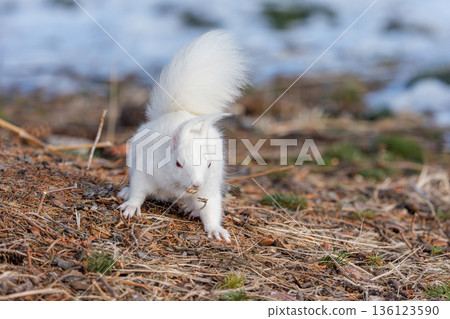 一隻白化北海道松鼠在融化的雪地上覓食。北海道東部的野生動物。 136123590