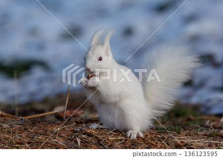 An albino Hokkaido squirrel foraging on the melting snow. Wildlife in eastern Hokkaido. An albino Hokkaido squirrel foraging on the melting snow. Wildlife in eastern Hokkaido. 136123595