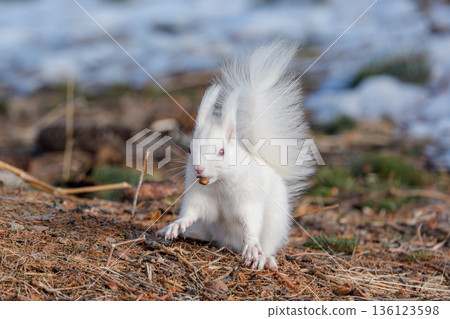 一隻白化北海道松鼠在融化的雪地上覓食。北海道東部的野生動物。 136123598