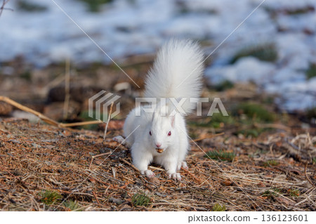一隻白化北海道松鼠在融化的雪地上覓食。北海道東部的野生動物。 136123601