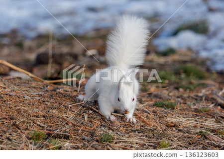 一隻白化北海道松鼠在融化的雪地上覓食。北海道東部的野生動物。 136123603
