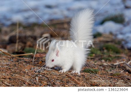 一隻白化北海道松鼠在融化的雪地上覓食。北海道東部的野生動物。 136123604