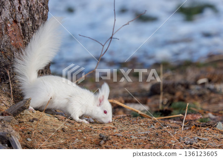 一隻白化北海道松鼠在融化的雪地上覓食。北海道東部的野生動物。 136123605