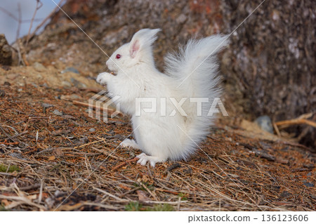 An albino Hokkaido squirrel foraging on the melting snow. Wildlife in eastern Hokkaido. An albino Hokkaido squirrel foraging on the melting snow. Wildlife in eastern Hokkaido. 136123606
