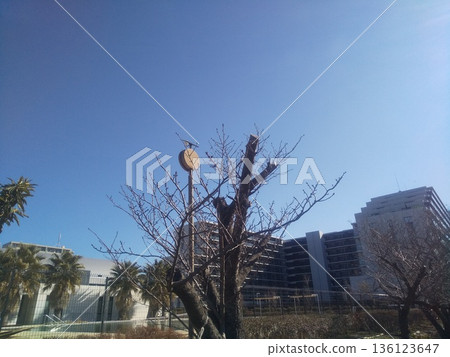 倒下的櫻花樹上長出了新的櫻花花苞。 136123647