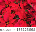 Poinsettia red flower 136123668