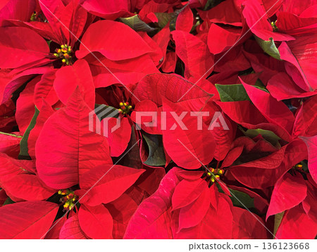 Poinsettia red flower 136123668