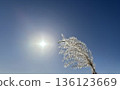 Pampas grass illuminated by the sun 136123669