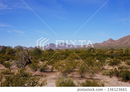 Film Image Sonora Desert Arizona 136123681