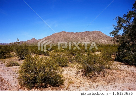 Film Image Sonora Desert Arizona 136123686