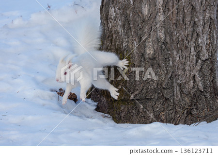 Albino Hokkaido squirrel descending a tree Wildlife in Eastern Hokkaido 136123711