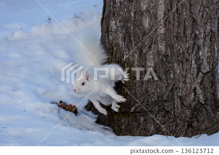 北海道東部野生動物:白化北海道松鼠從樹上下來 北海道東部野生動物:白化北海道松鼠從樹上下來 136123712
