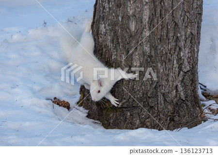 Albino Hokkaido squirrel descending a tree Wildlife in Eastern Hokkaido 136123713