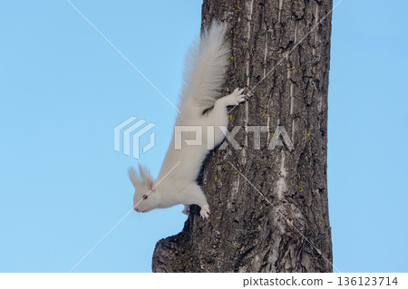 Albino Hokkaido squirrel descending a tree Wildlife in Eastern Hokkaido 136123714
