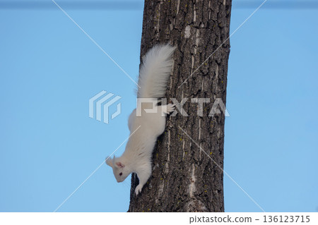 Albino Hokkaido squirrel descending a tree Wildlife in Eastern Hokkaido 136123715