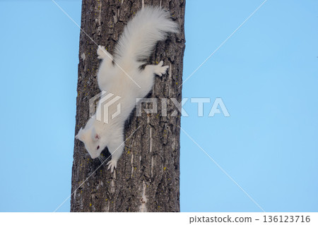 Albino Hokkaido squirrel descending a tree Wildlife in Eastern Hokkaido 136123716