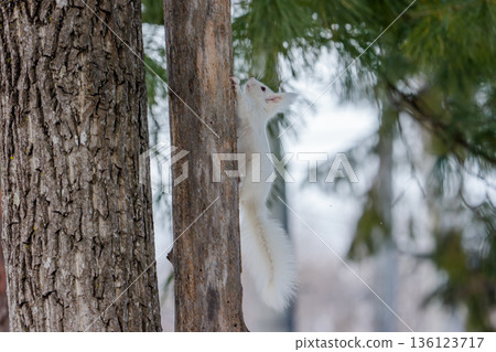Albino Hokkaido squirrel descending a tree Wildlife in Eastern Hokkaido 136123717
