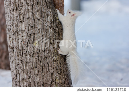Albino Hokkaido squirrel descending a tree Wildlife in Eastern Hokkaido 136123718