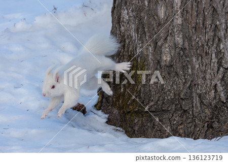 Albino Hokkaido squirrel descending a tree Wildlife in Eastern Hokkaido 136123719