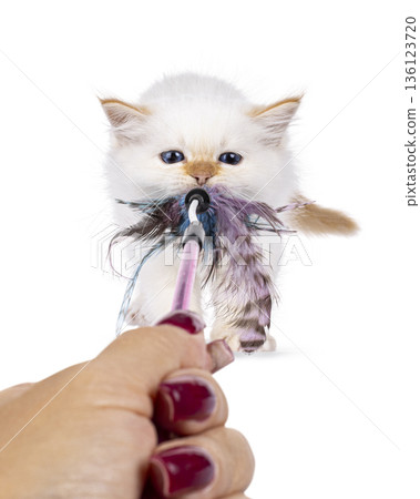 Kitten playing with feather toy on white background 136123720