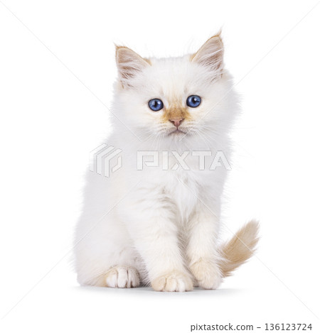 Fluffy kitten on white background 136123724