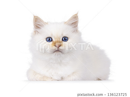 Fluffy kitten on white background 136123725