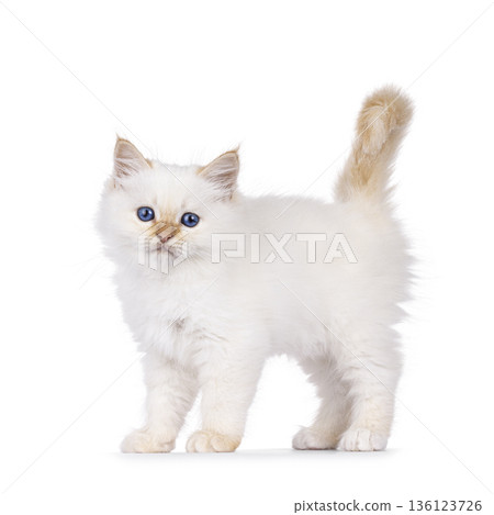 Fluffy kitten on white background 136123726