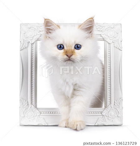 Fluffy kitten on white background 136123729