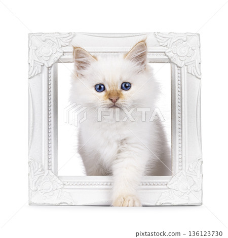 Fluffy kitten on white background 136123730