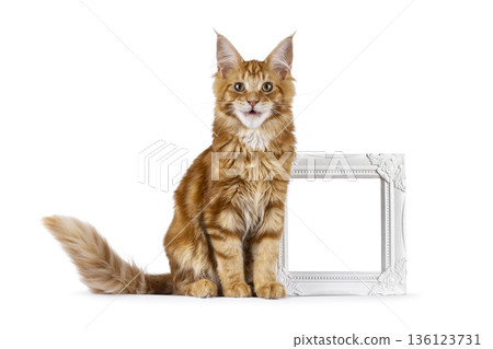 Ginger Maine Coon cat on white background Ginger Maine Coon cat on white background 136123731