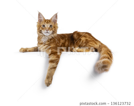 Ginger Maine Coon cat on white background Ginger Maine Coon cat on white background 136123732
