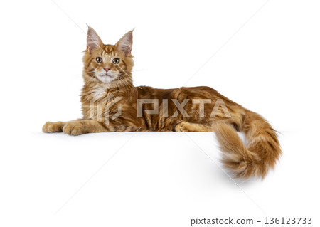 Ginger Maine Coon cat on white background 136123733