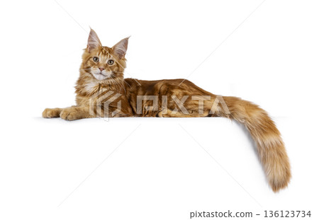 Ginger Maine Coon cat on white background 136123734