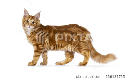 Ginger Maine Coon cat on white background 136123735