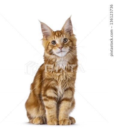 Ginger Maine Coon cat on white background 136123736