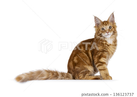 Ginger Maine Coon cat on white background 136123737