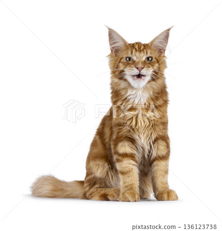 Ginger Maine Coon cat on white background Ginger Maine Coon cat on white background 136123738
