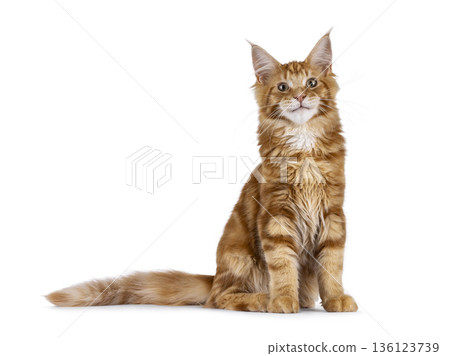 Ginger Maine Coon cat on white background Ginger Maine Coon cat on white background 136123739