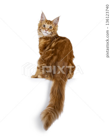 Ginger Maine Coon cat on white background Ginger Maine Coon cat on white background 136123740
