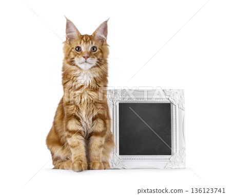 Ginger Maine Coon cat on white background 136123741