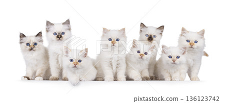 Group kittens on white background 136123742