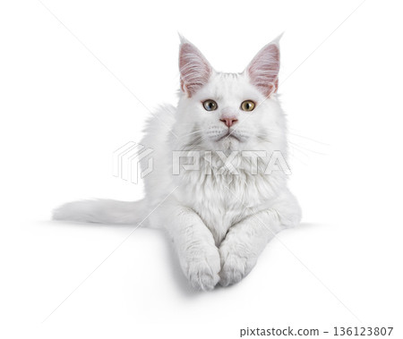 White cat on white background 136123807