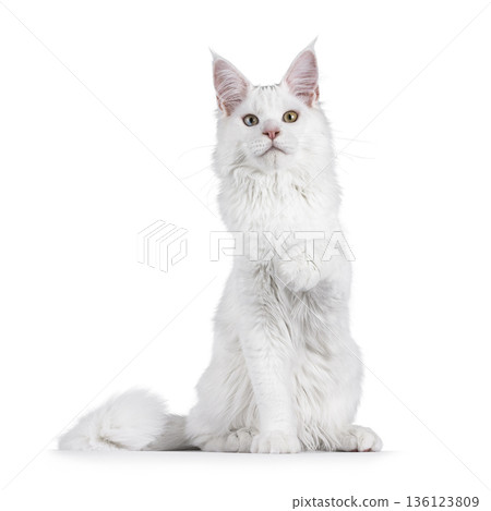 White cat on white background 136123809