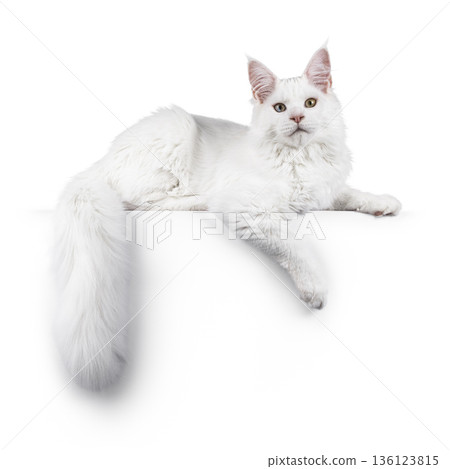 White cat on white background White cat on white background 136123815