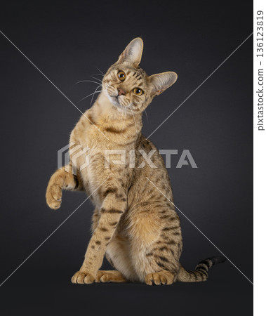 Brown spotted cat on black background 136123819