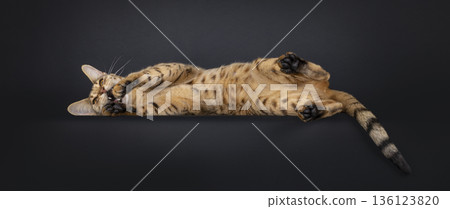 Brown spotted cat on black background Brown spotted cat on black background 136123820
